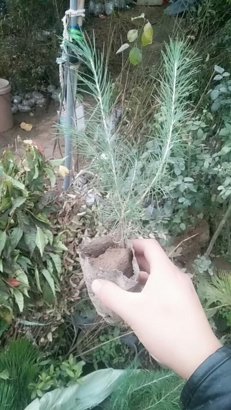 北方雪松树苗雪松小苗松树绿化树苗北方种植雪松树苗