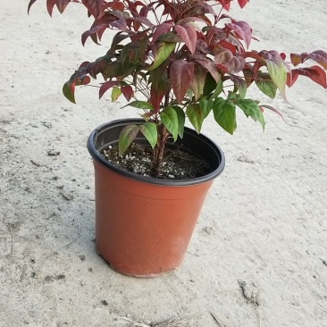 火焰南天竹