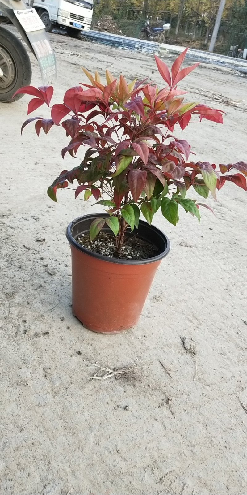 火焰南天竹