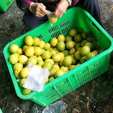 柠檬