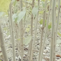 桑树苗实生苗