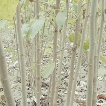 桑树苗实生苗
