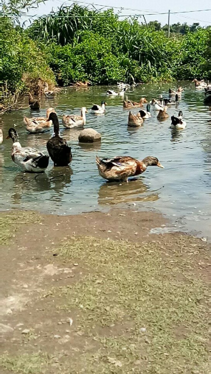 新鲜绿壳海鸭蛋