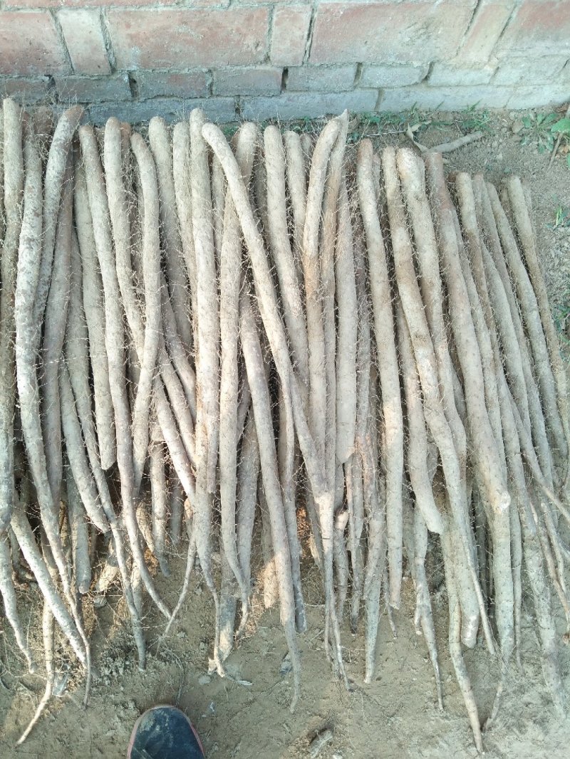白玉山药，小长条