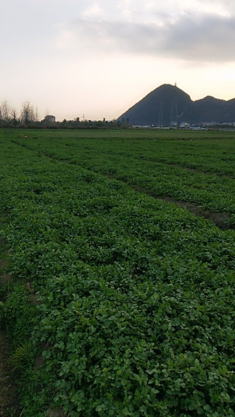 大叶香菜25~30厘米以下