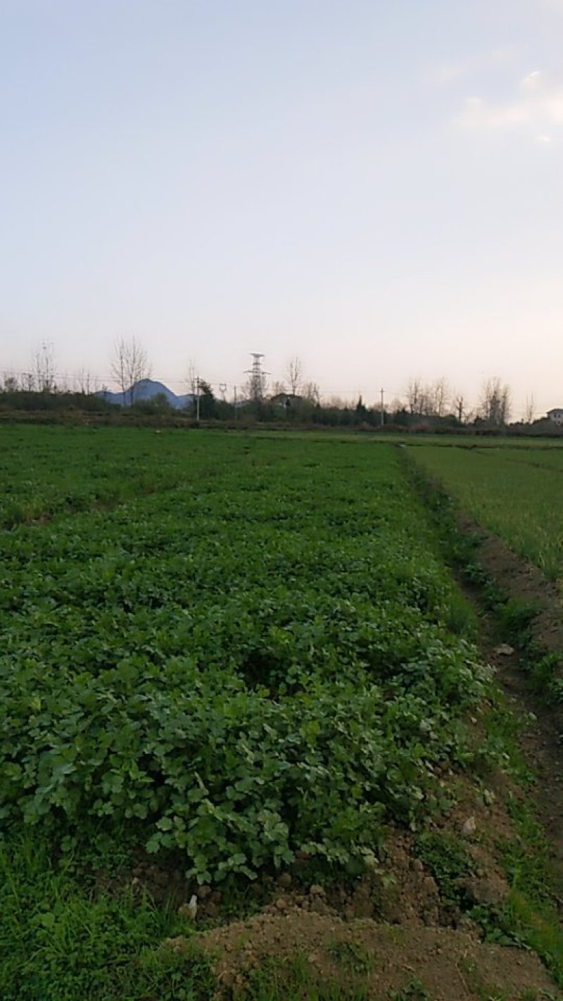 香菜25~30厘米以下
