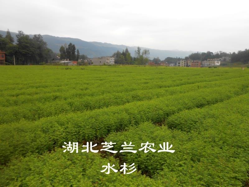 湖北水杉苗水杉树盆景苗地径一公分水杉