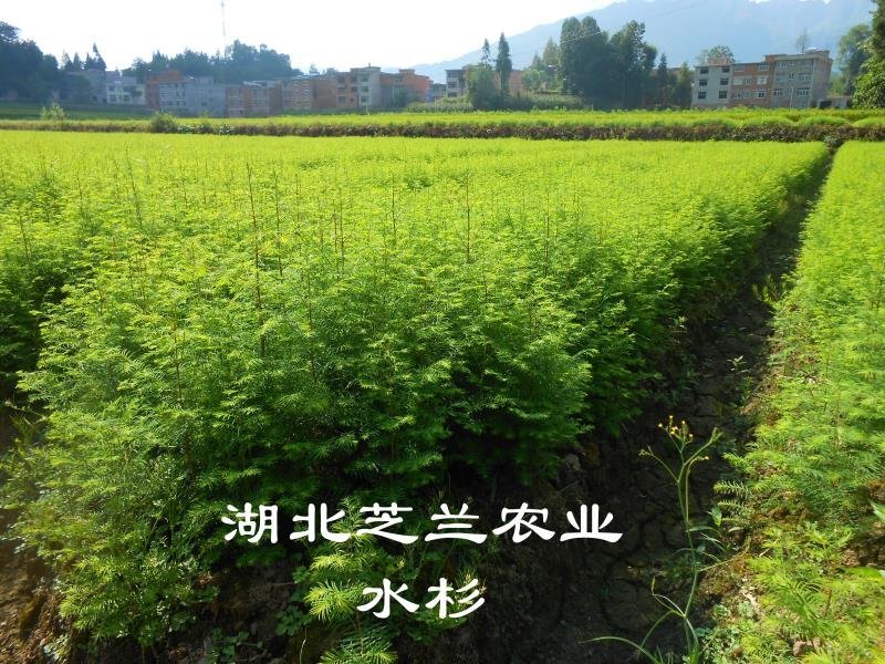 湖北水杉苗水杉树盆景苗地径一公分水杉