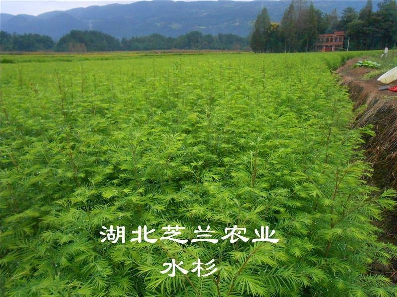 湖北水杉苗水杉树盆景苗地径一公分水杉