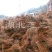 湖北水杉苗水杉树盆景苗地径一公分水杉