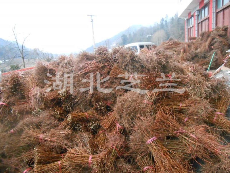湖北水杉苗水杉树盆景苗地径一公分水杉