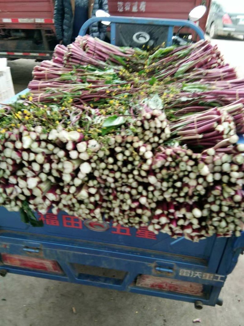 小叶紫菜苔红菜苔菜苔新鲜紫菜苔