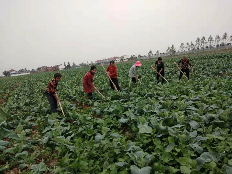 小叶紫菜苔红菜苔菜苔新鲜紫菜苔