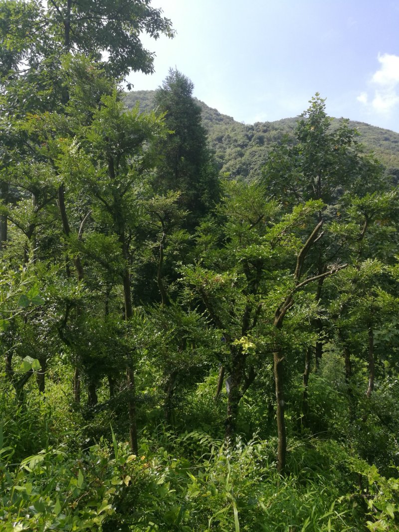 湖北高山小叶瓜子黄杨，小叶黄杨树。