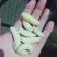 大精品蜂蛹，精品一斤一包，生冻货，保温箱发货