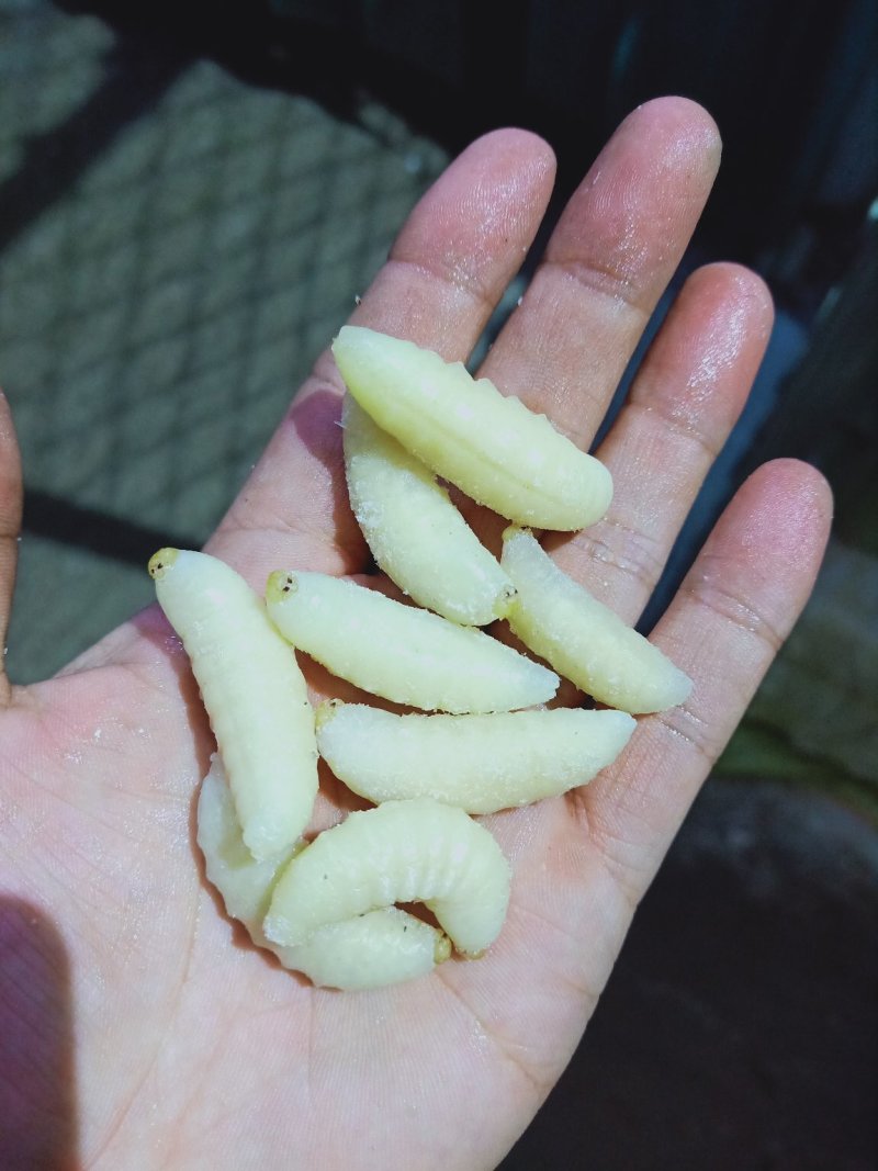 大精品蜂蛹，精品一斤一包，生冻货，保温箱发货
