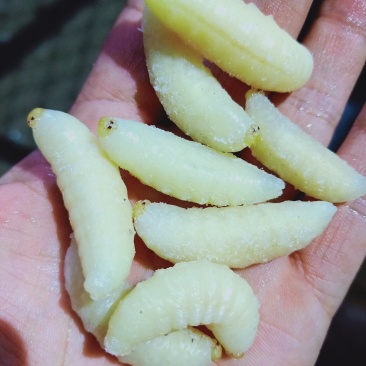 大精品蜂蛹，精品一斤一包，生冻货，保温箱发货