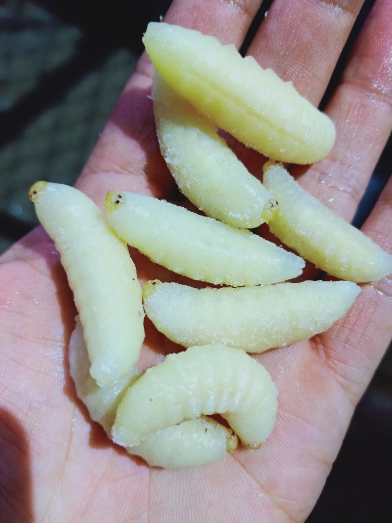 大精品蜂蛹，精品一斤一包，生冻货，保温箱发货