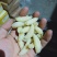 大精品蜂蛹，精品一斤一包，生冻货，保温箱发货