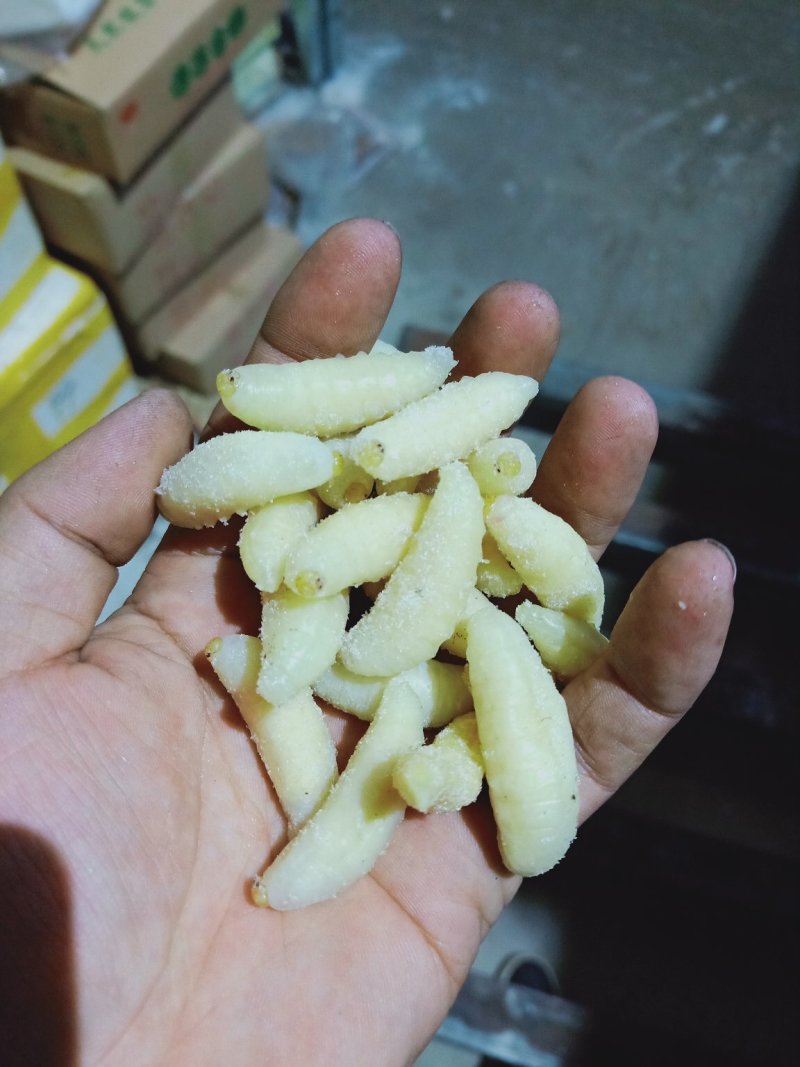 大精品蜂蛹，精品一斤一包，生冻货，保温箱发货