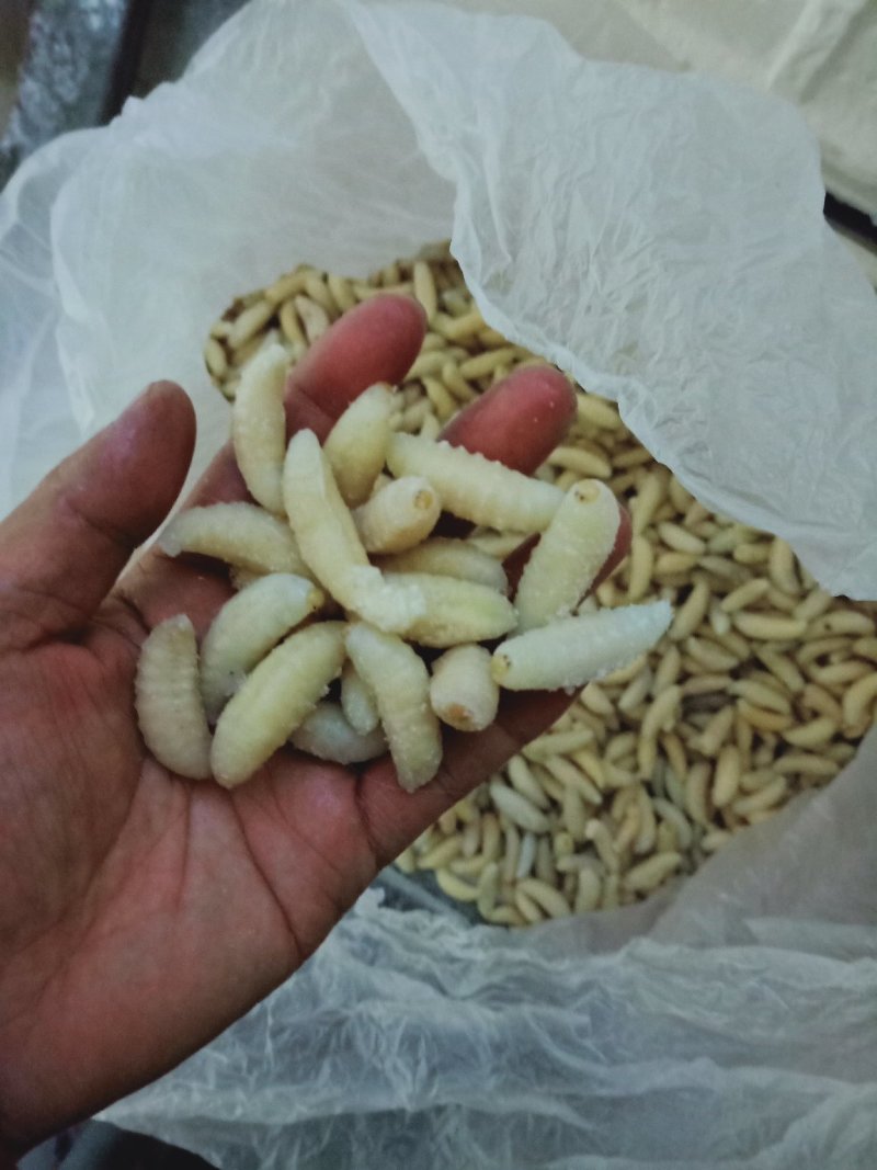 大精品蜂蛹，精品一斤一包，生冻货，保温箱发货