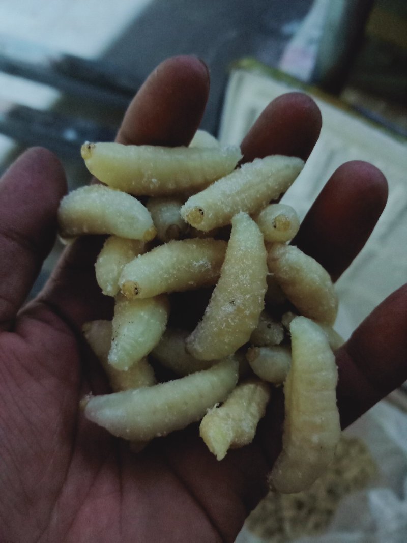 大精品蜂蛹，精品一斤一包，生冻货，保温箱发货
