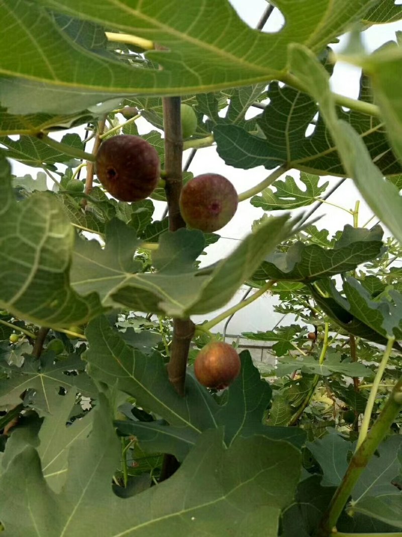 无花果树，薄姬红无花果树苗，当年种植当年结果。