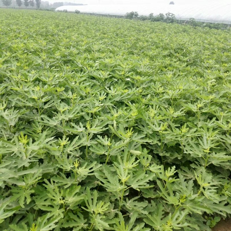 无花果树，薄姬红无花果树苗，当年种植当年结果。