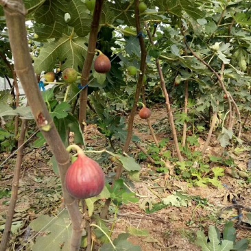 无花果树，薄姬红无花果树苗，当年种植当年结果。