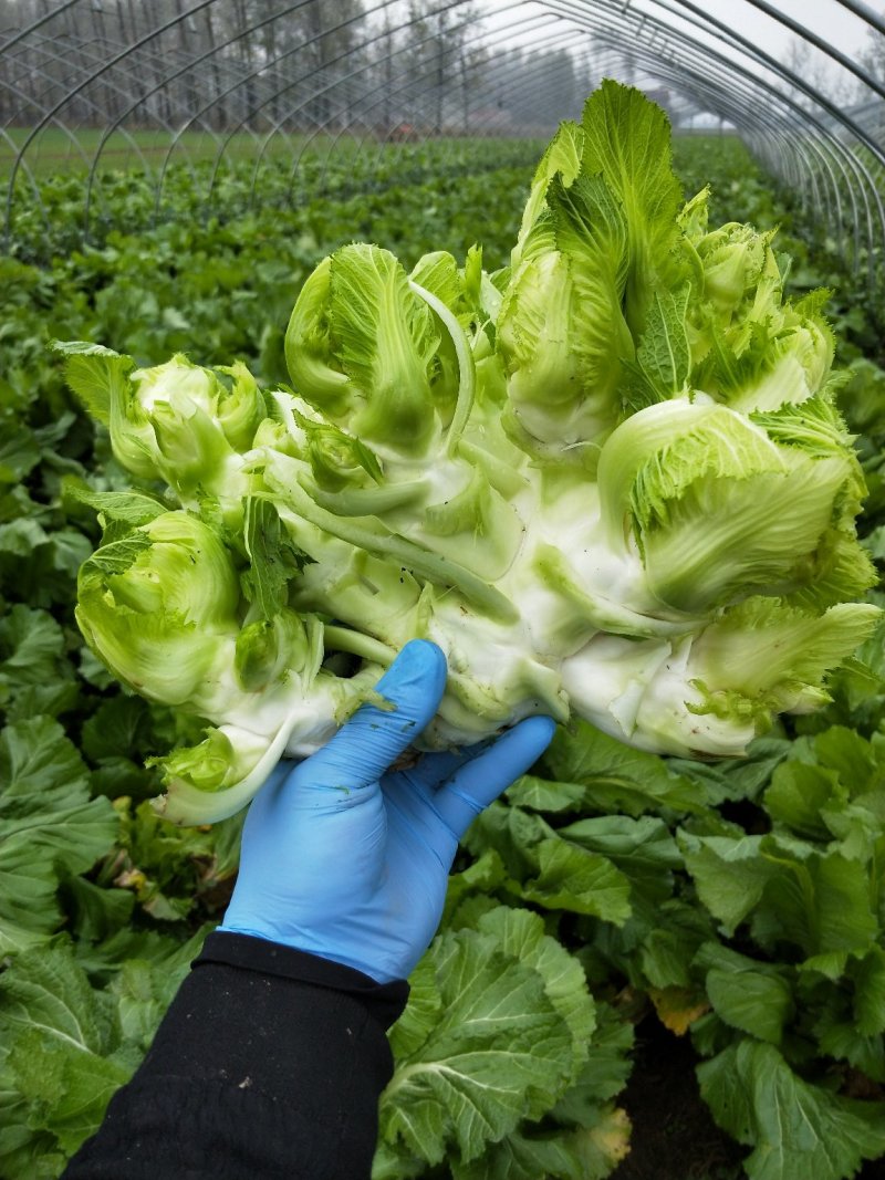 娃娃菜(儿菜:)