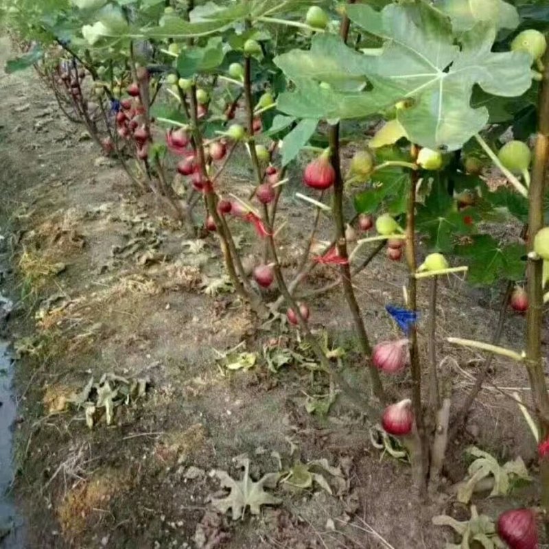无花果苗波姬红无花果苗南北种植基地精选精心育苗