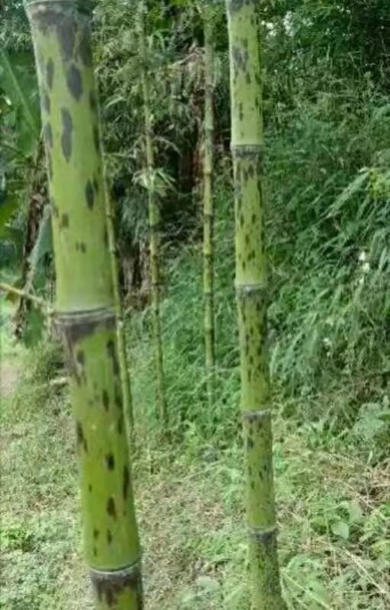 大量提供方竹，苦竹，花斑竹