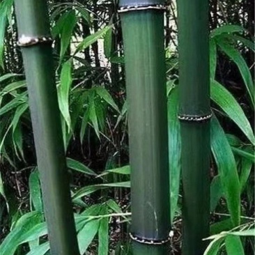 大量提供方竹，苦竹，花斑竹