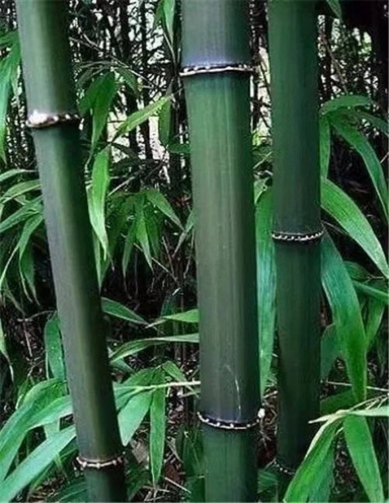 大量提供方竹，苦竹，花斑竹