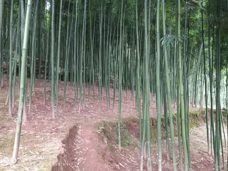 大量提供方竹，苦竹，花斑竹