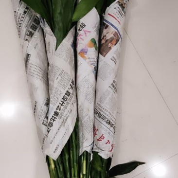 富贵竹，大竹