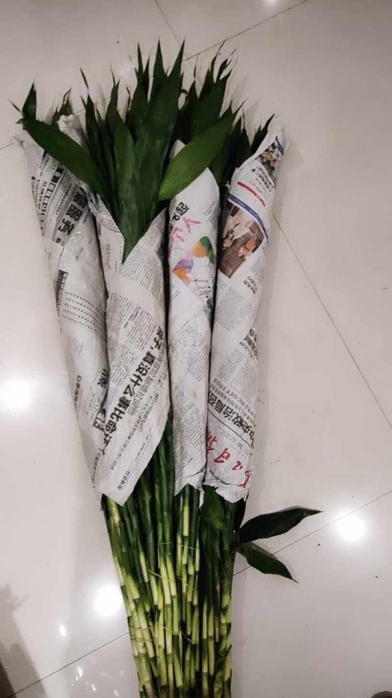 富贵竹，大竹