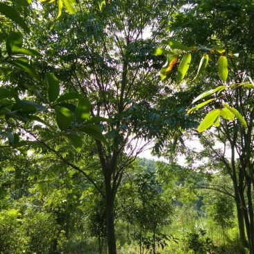 无患子基地批发价格实惠
