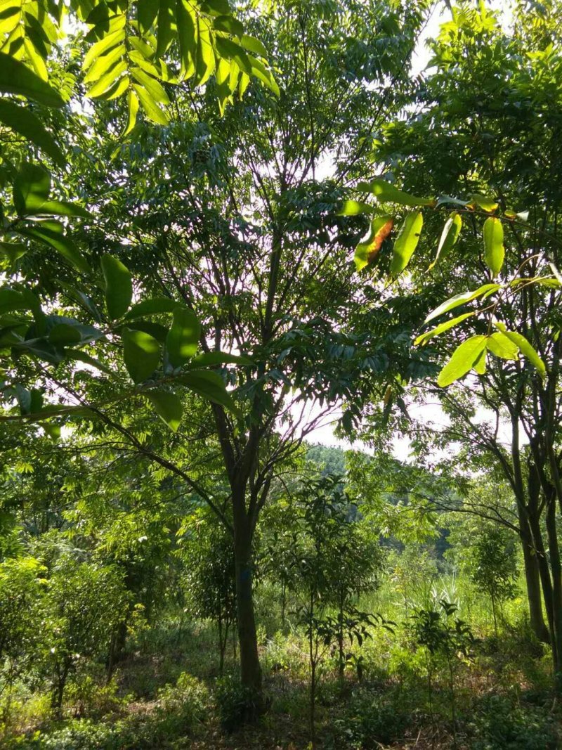 无患子基地批发价格实惠