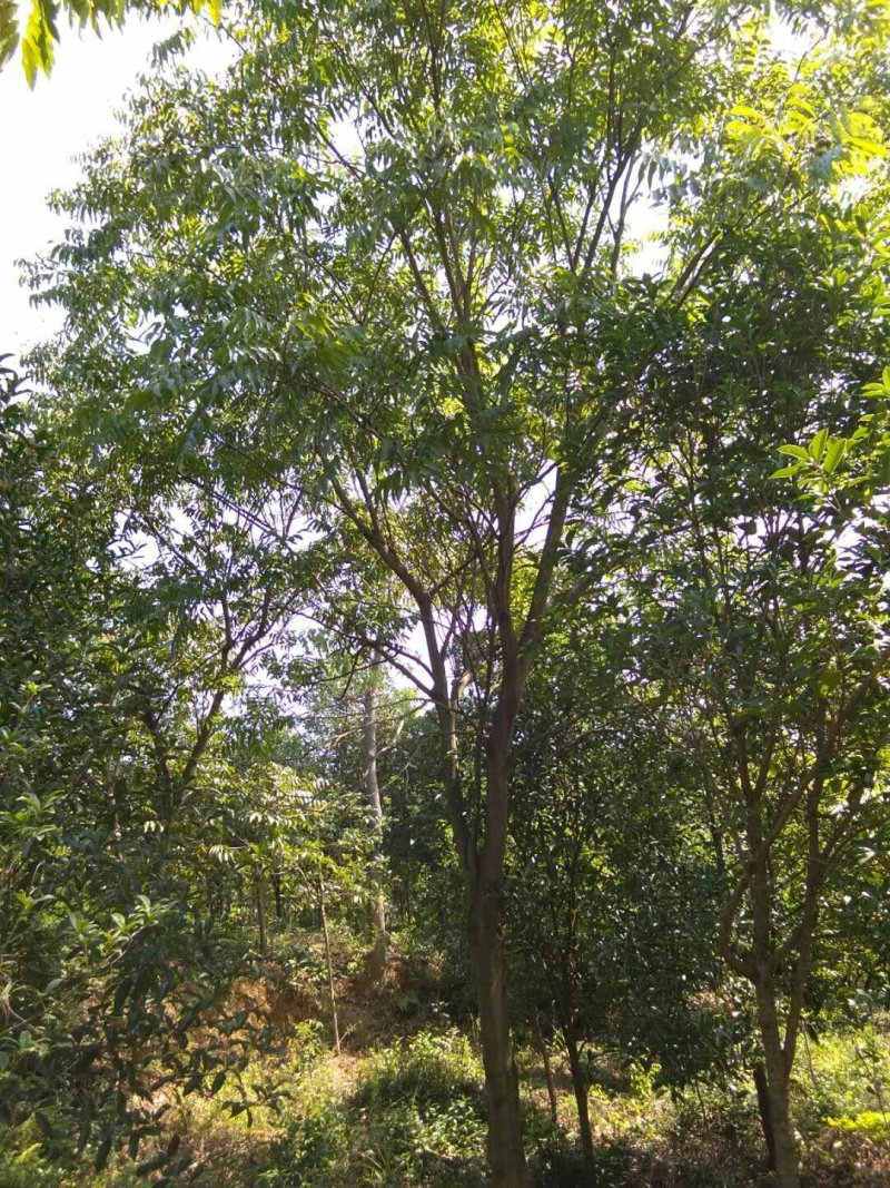 无患子基地批发价格实惠