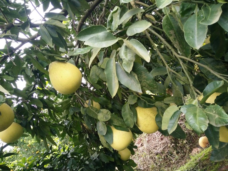 蜜柚