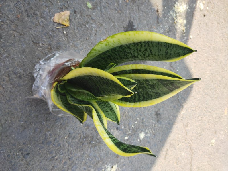 虎皮兰