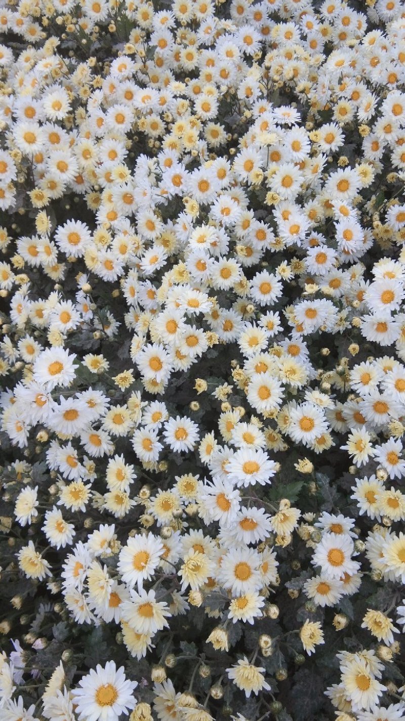 杭白菊