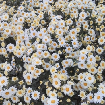 杭白菊
