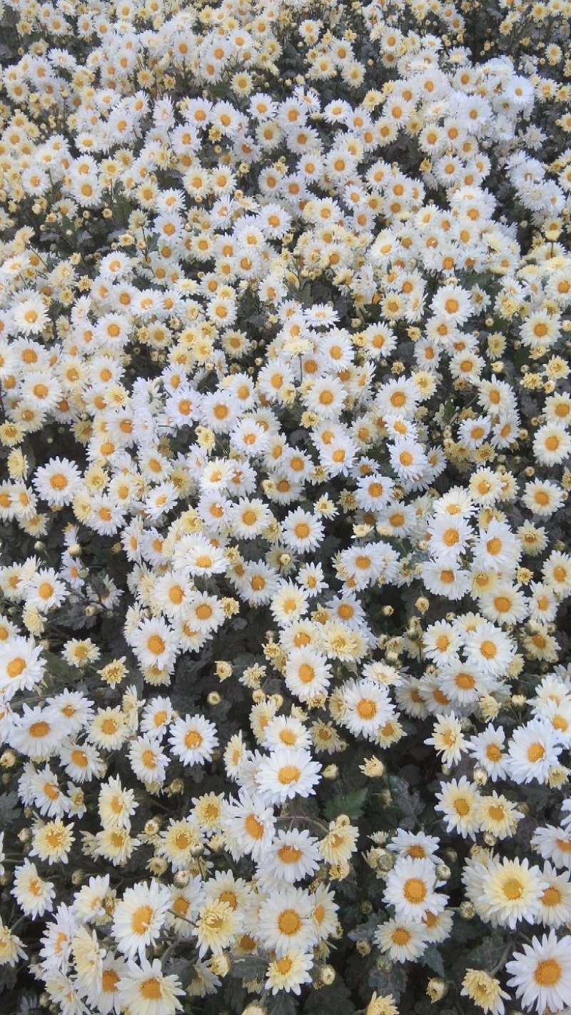 杭白菊