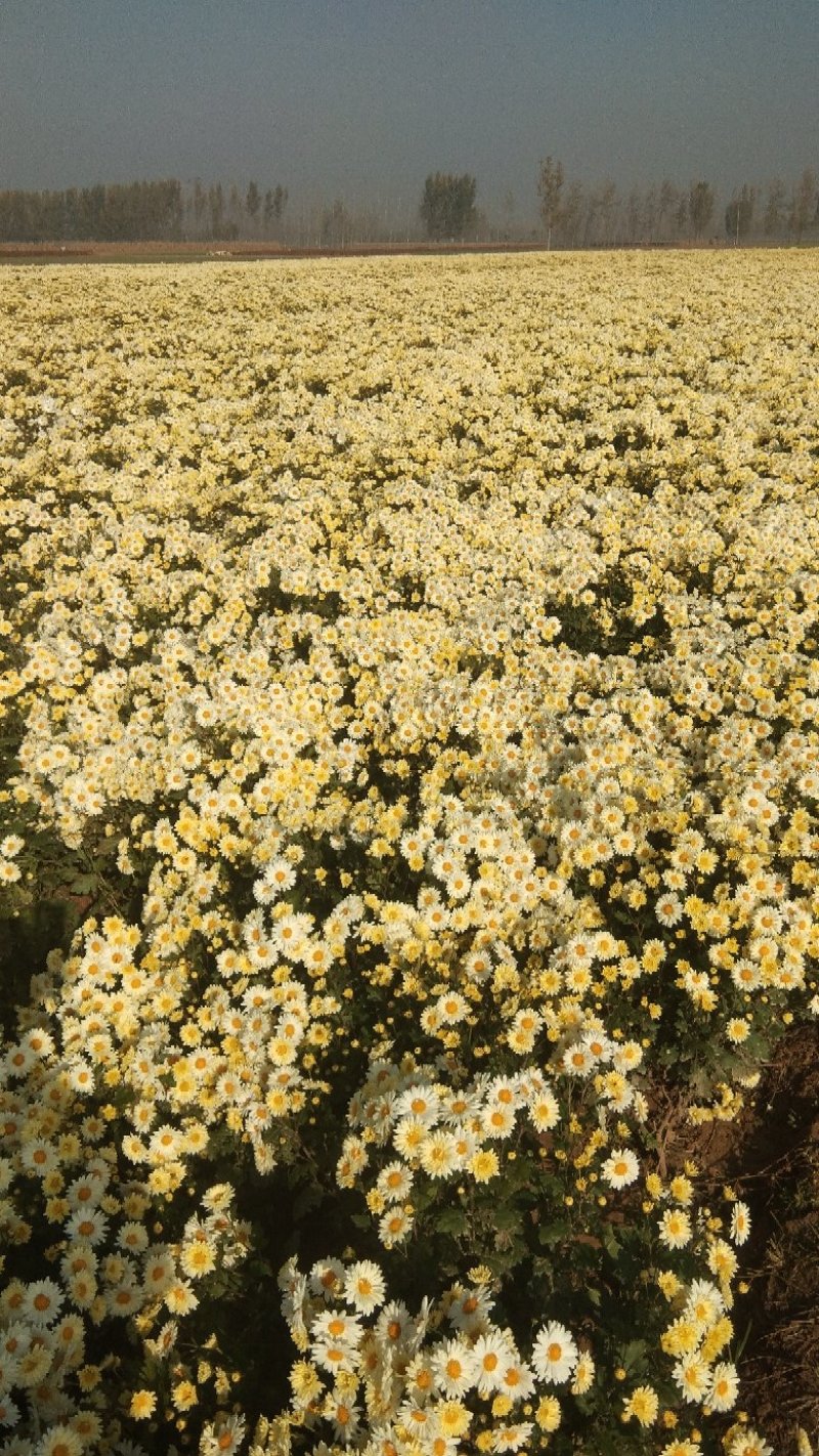 杭白菊