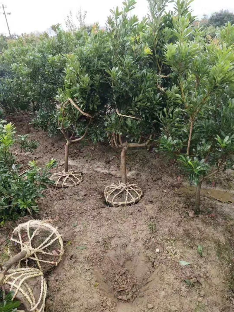 【推荐】江西精品东魁杨梅苗落地冠，工程杨梅