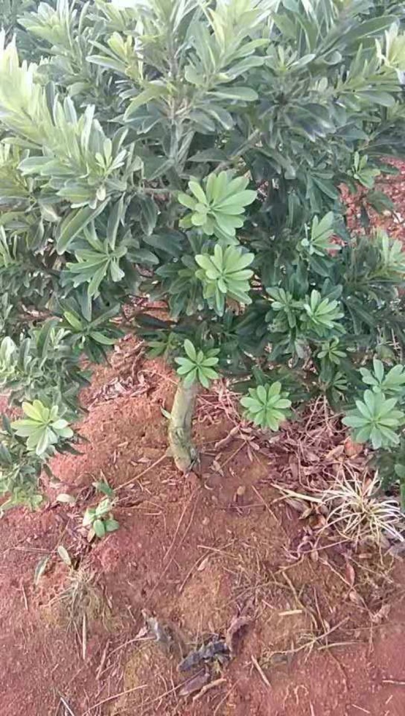 【推荐】江西精品东魁杨梅苗落地冠，工程杨梅