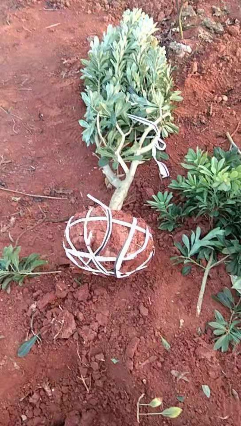 【推荐】江西精品东魁杨梅苗落地冠，工程杨梅