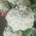福建松花菜漳浦青梗菜花80天小米花大量上市提供冷库和包装